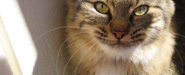 Nærbilde av gråstripete katt. Vi ser hodet og brystet og en hvit husvegg.