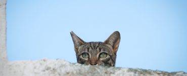En stripete katt som stikker hodet opp over en mur. Blå himmel i bakgrunnen.