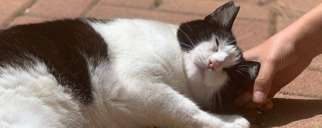 Svart og hvit katt som ligger på rød brostein og blir klappet.