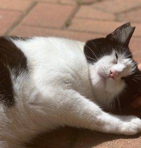 Svart og hvit katt som ligger på rød brostein og blir klappet.