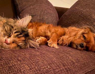 cavalier4 - Dyr og folk