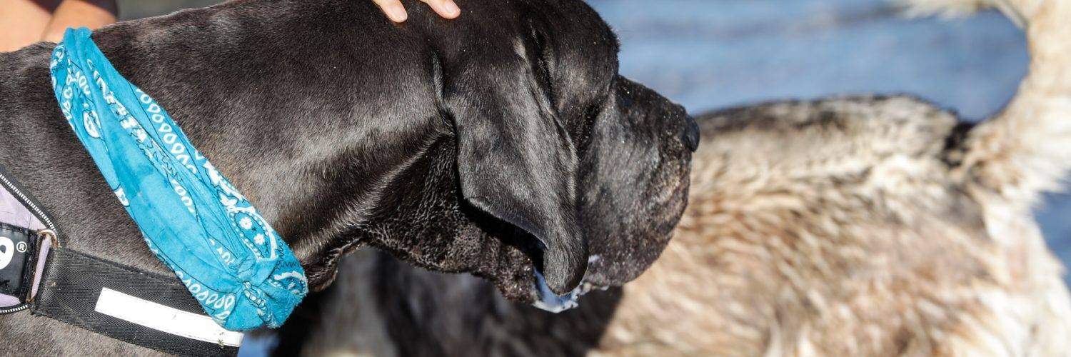 Stor svart hund som står i sjøkanten, med en hånd på hodet.