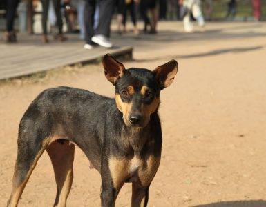 Mennesker strever med å identifisere aggresjon hos hunder og andre mennesker - Dyr og folk