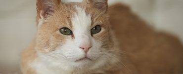 Rød og hvit katt som ligger på beige pledd.