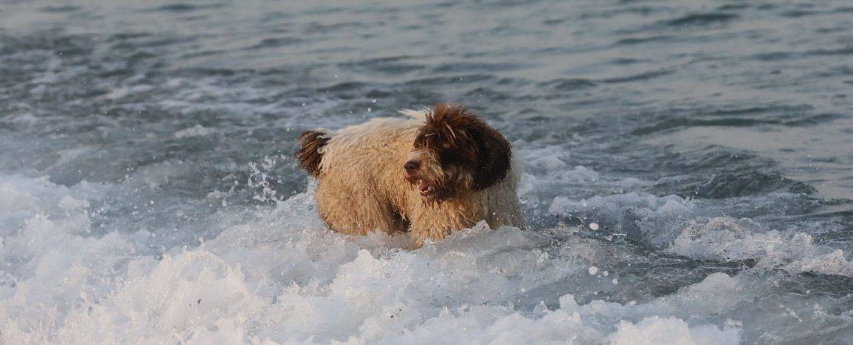 Hvit hund med brunt hode og brun hale og krøllete pels står i sjøkanten og ser inn mot land.