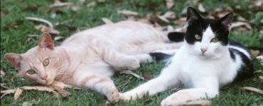 To katter ligger ute i gresset. forpotene berører hverandre. Den ene katten er rød og hvit, den andre er svart og hvit.
