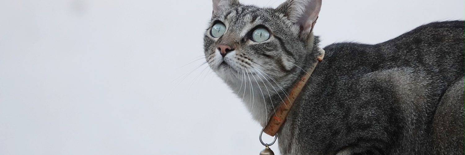 Katt som sitter på murkant og ser opp. Hvit murvegg i bakgrunnen.