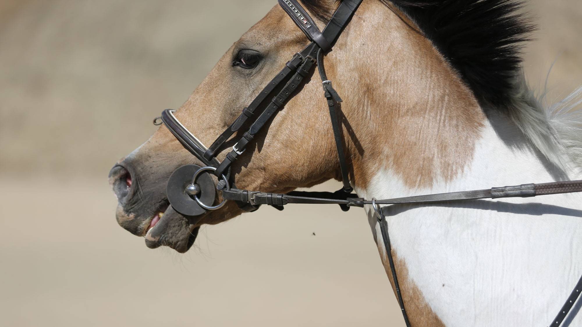 Profilen - hodet - til en hvit og brunflekket hest med sort hodelag.