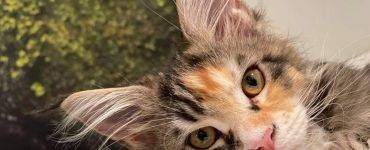 Nærbilde av skilpaddefarget katt med gule øyne.