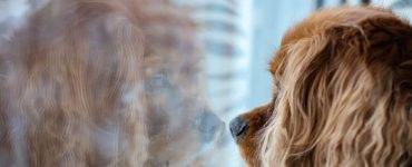 Brun hund som ser ut av et vindu. Refleksjonen av hunden vises i vinduet.