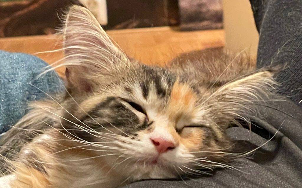 Værhår2 - Dyr og folk Nærbilde av ansiktet til en flerfarget kattunge som sover med hodet på en arm.