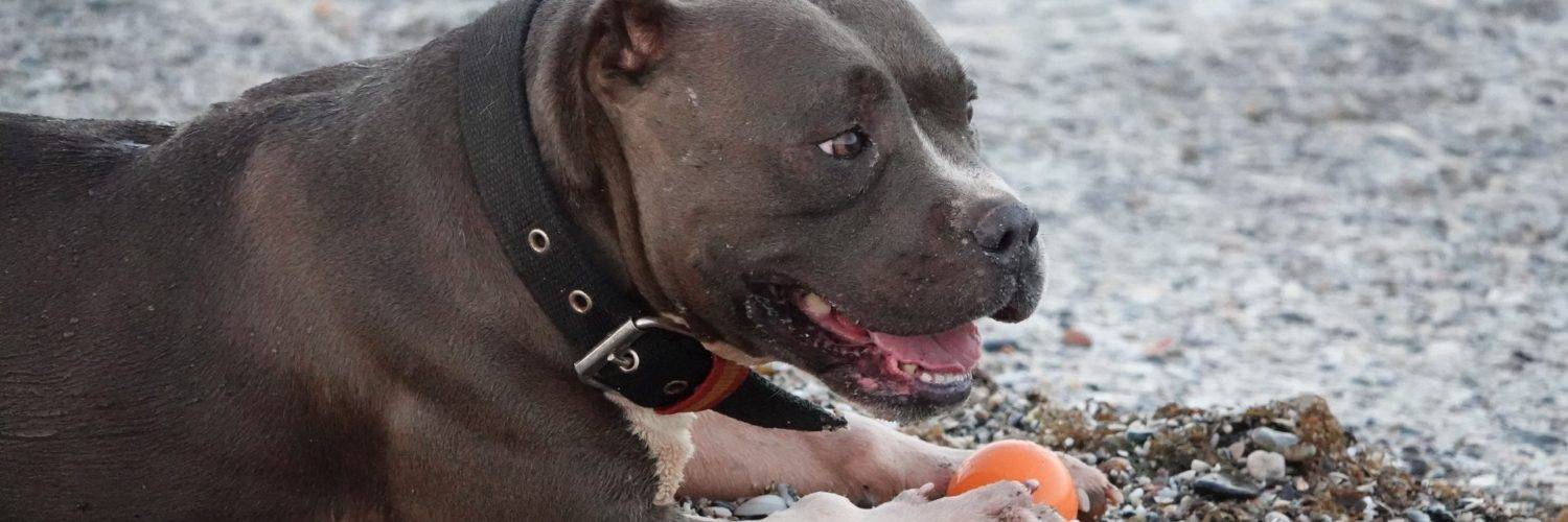 Hund som ligger på stranden, like ved vannkanten, med en oransje ball mellom potene.