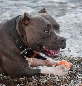 Hund som ligger på stranden, like ved vannkanten, med en oransje ball mellom potene.