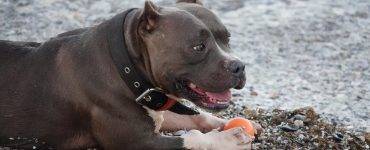 Hund som ligger på stranden, like ved vannkanten, med en oransje ball mellom potene.