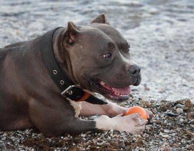 Hund som ligger på stranden, like ved vannkanten, med en oransje ball mellom potene.
