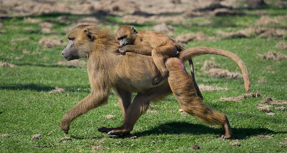 960px-Papio_papio_and_juvenile_Port_Lympne_Wild_Animal_Park - Dyr og folk Bavian med unge på ryggen går over grønt gress.