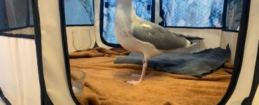 Måke som står inne i et tekstilbur.