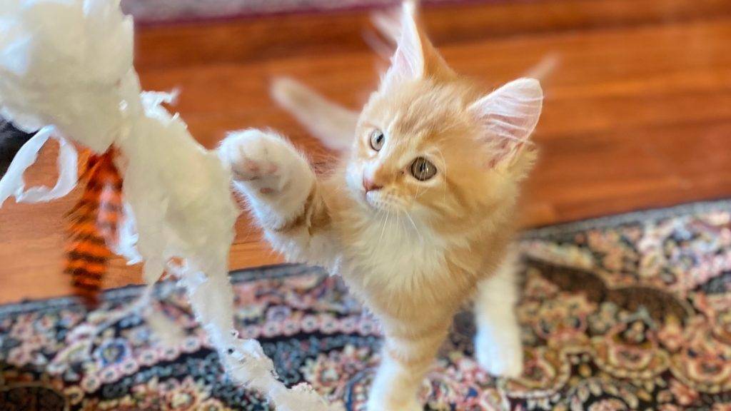 Rød katt - Dyr og folk Rød kattunge som leker.
