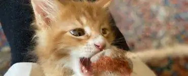 Rød kattunge som leker med et tau.