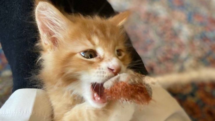 Rød kattunge som leker med et tau.