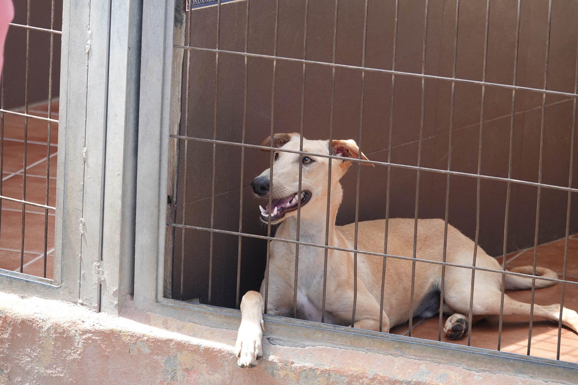 Hund i kennelen til Animal Care España