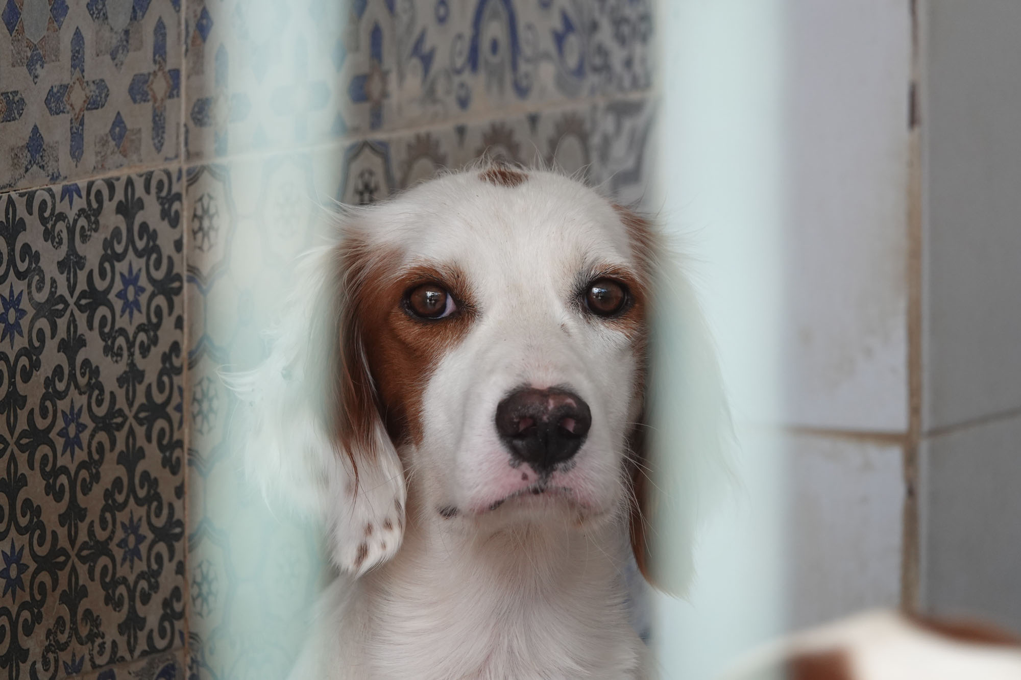 Hund i kennelen til Animal Care España
