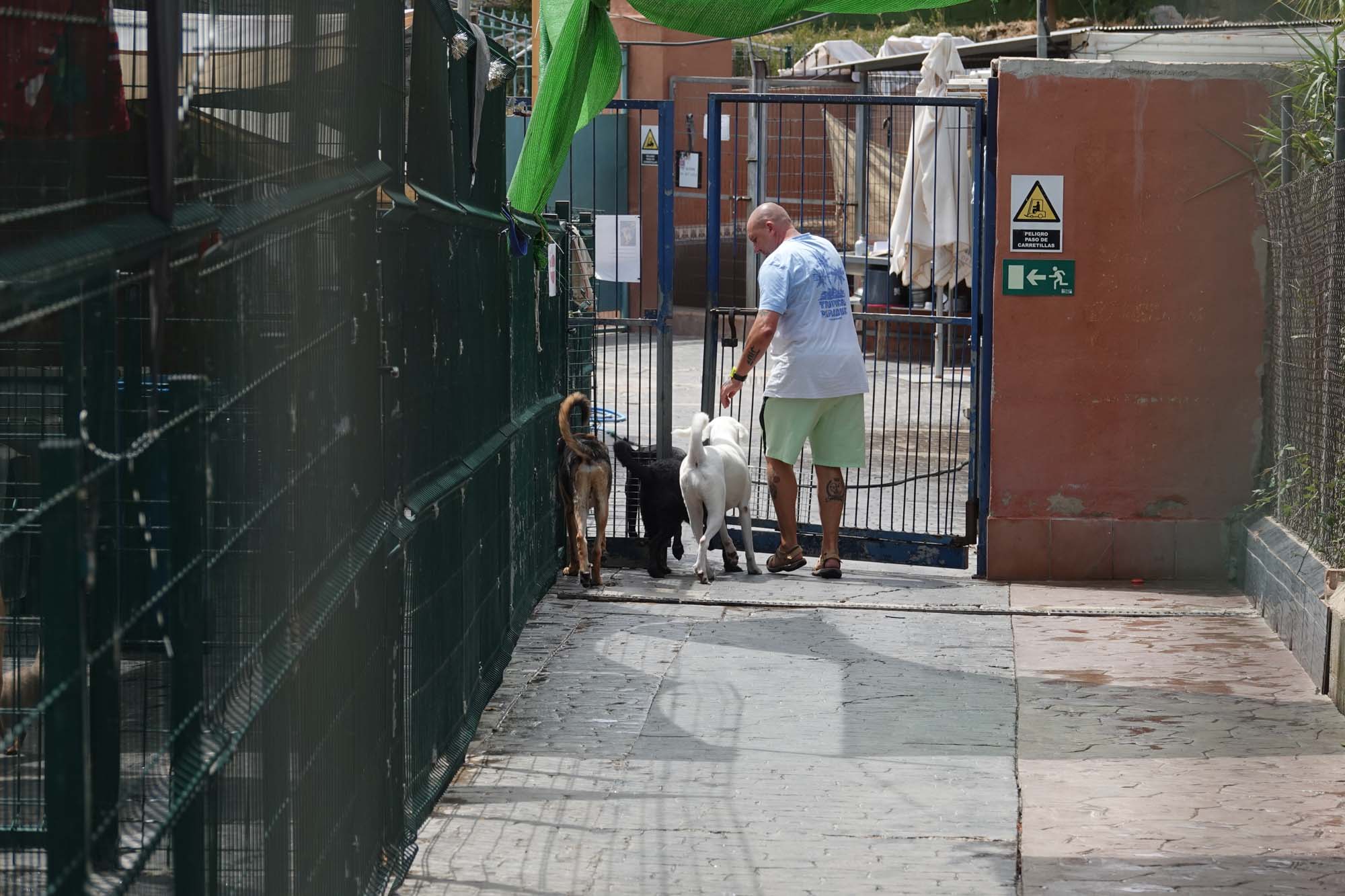 En mann og tre hunder står foran en port i kennelen til Animal Care España