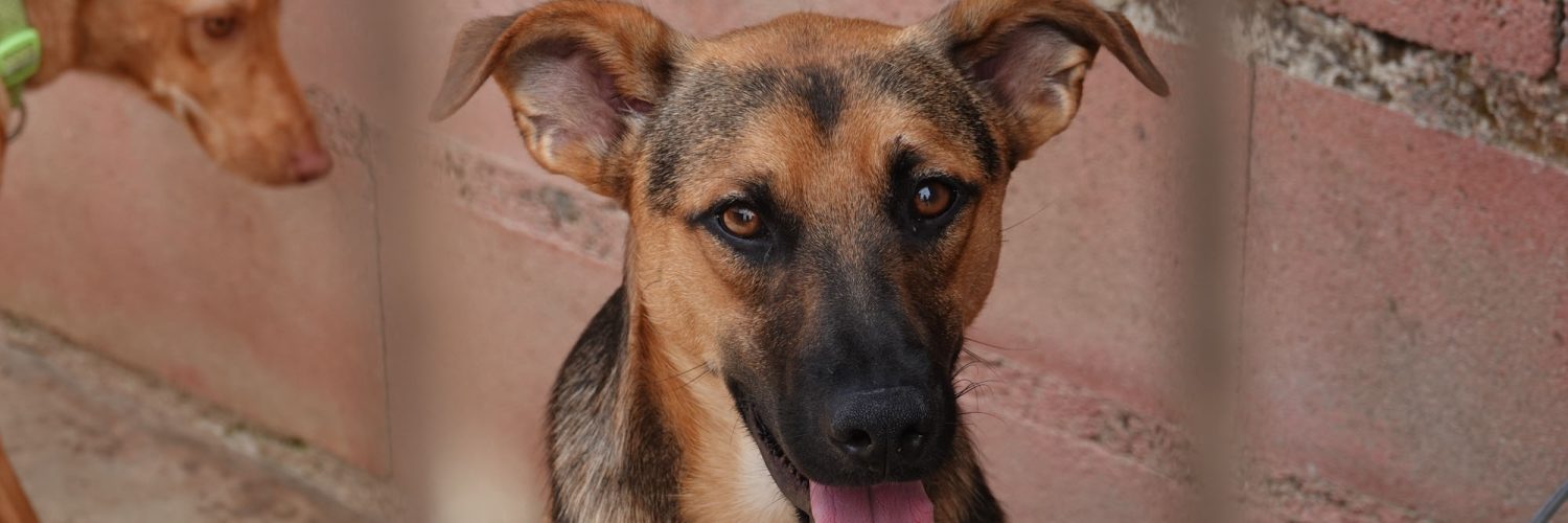 Hunder foran en rød murvegg i kennelen til Animal Care España.