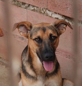 Hunder foran en rød murvegg i kennelen til Animal Care España.