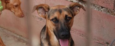 Hunder foran en rød murvegg i kennelen til Animal Care España.