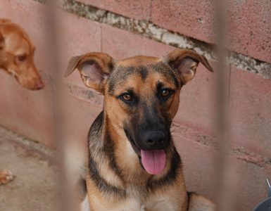 Hunder foran en rød murvegg i kennelen til Animal Care España.