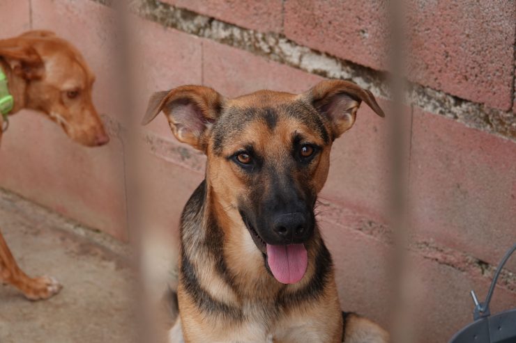 Hunder foran en rød murvegg i kennelen til Animal Care España.