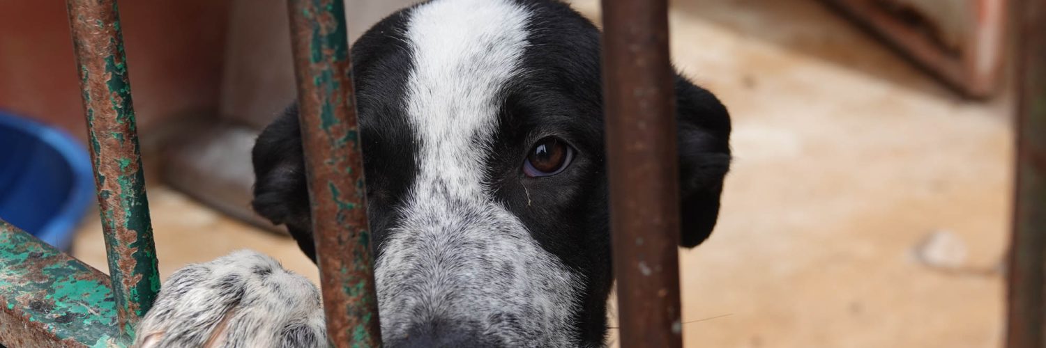 Svart og hvit hund som hviler forbeina mot en av sprinklene i døren i kennelen til Animal Care España