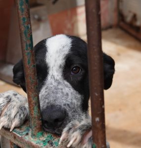 Svart og hvit hund som hviler forbeina mot en av sprinklene i døren i kennelen til Animal Care España