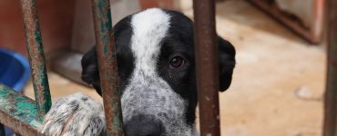 Svart og hvit hund som hviler forbeina mot en av sprinklene i døren i kennelen til Animal Care España