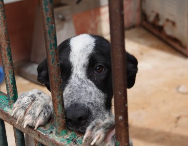 Svart og hvit hund som hviler forbeina mot en av sprinklene i døren i kennelen til Animal Care España