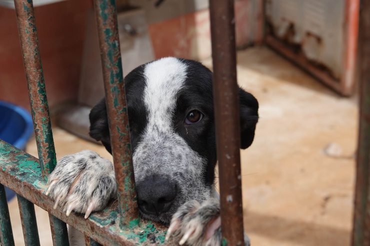 Svart og hvit hund som hviler forbeina mot en av sprinklene i døren i kennelen til Animal Care España