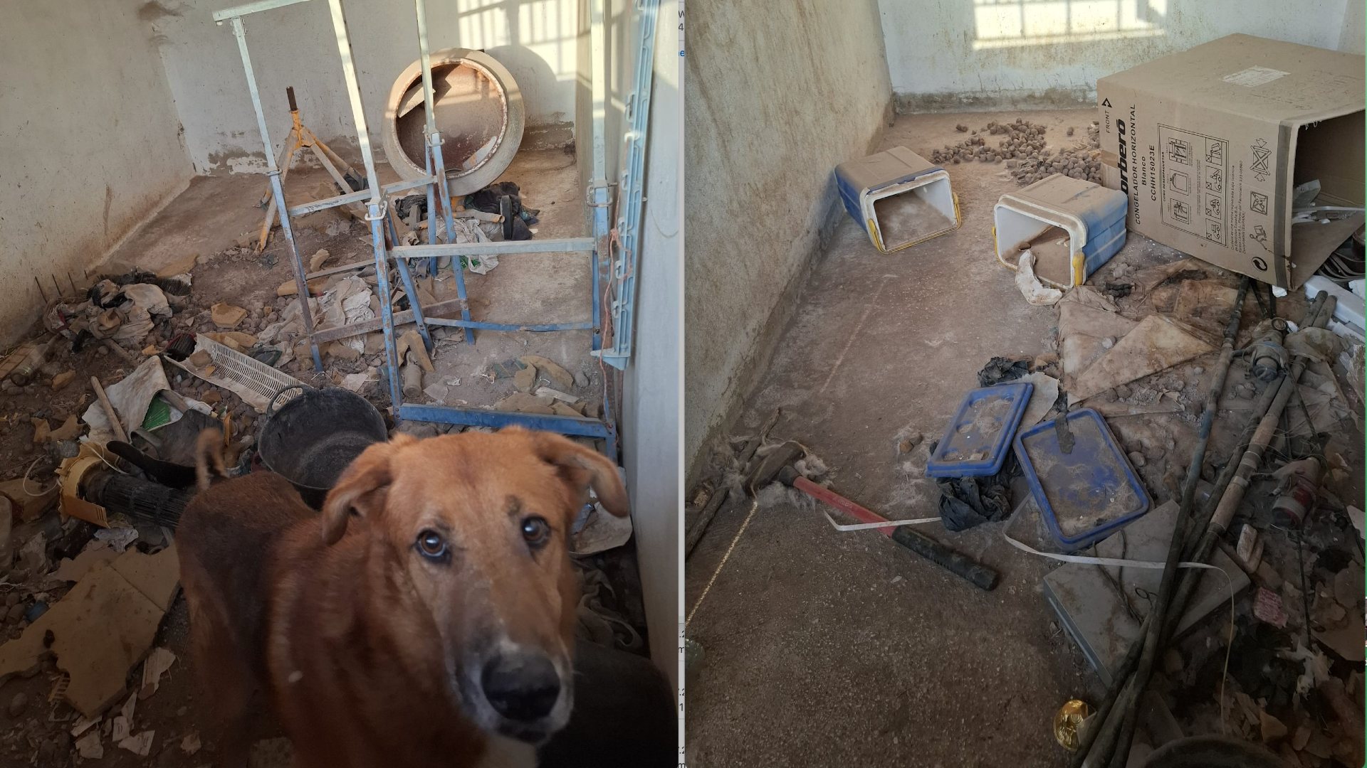 Brun hund som står i et veldig rotete og skittent rom.