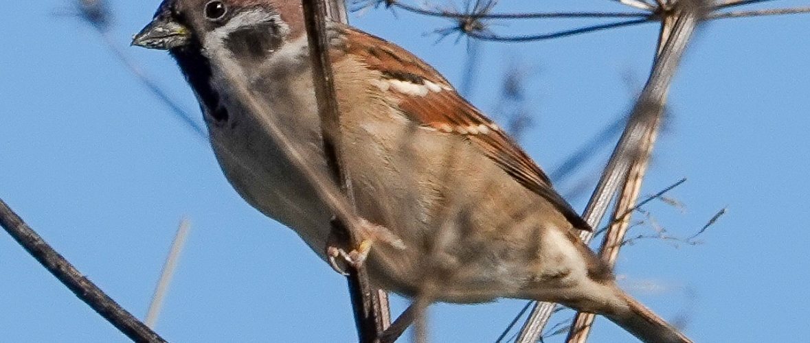 Liten fugl som sitter på en grein.