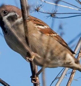 Liten fugl som sitter på en grein.