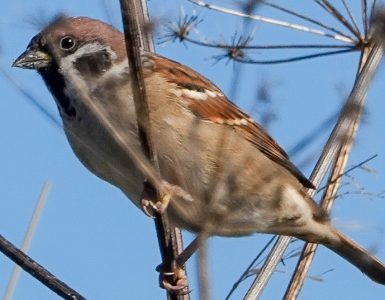 Fugl - Dyr og folk Liten fugl som sitter på en grein.