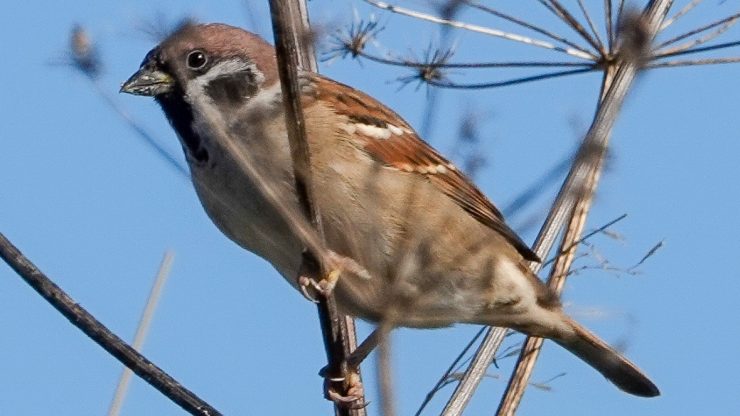 Liten fugl som sitter på en grein.