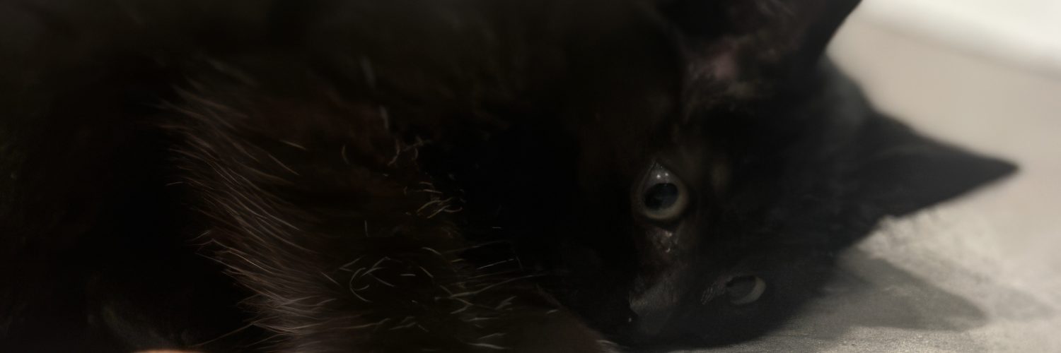 Liten svart kattunge ligger på siden og slapper av.