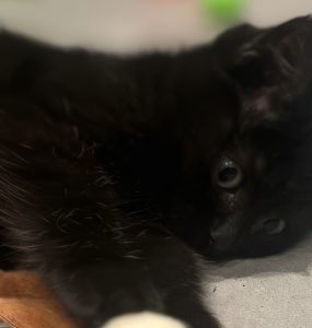 Liten svart kattunge ligger på siden og slapper av.