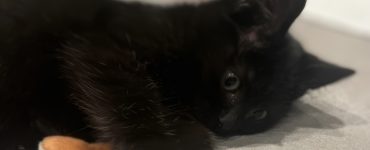 Liten svart kattunge ligger på siden og slapper av.