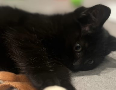 Kattunge dumpet på gata - Dyr og folk Liten svart kattunge ligger på siden og slapper av.