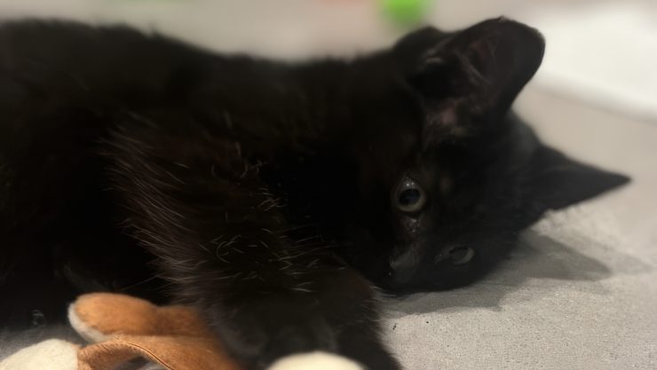 Liten svart kattunge ligger på siden og slapper av.