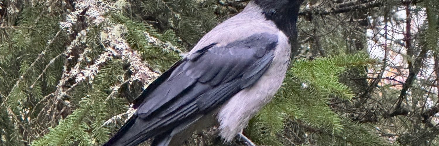 Hettekråke eller gråkråke som sitter på en grein i et grantre.