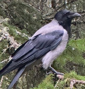 Hettekråke eller gråkråke som sitter på en grein i et grantre.