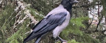 Hettekråke eller gråkråke som sitter på en grein i et grantre.